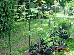 Potted Autumn Blaze Maple Trees