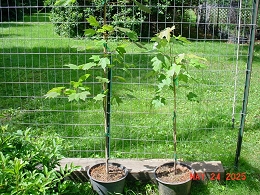 Potted Autumn Blaze Maple Trees
