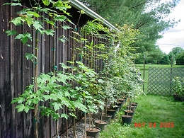 Potted Autumn Blaze Maple Trees