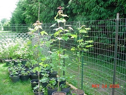 Potted Autumn Blaze Maple Trees