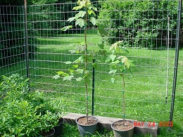 Potted Autumn Blaze Maple Trees