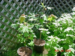 Potted Autumn Blaze Maple Trees
