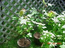 Potted Autumn Blaze Maple Trees