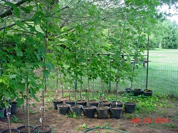 Potted Autumn Blaze Maple