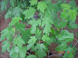 Potted Autumn Blaze Maple