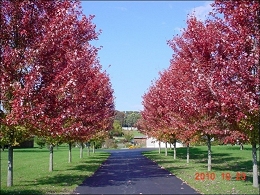 Potted Autumn Blaze Maple