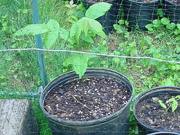 Potted English Walnut