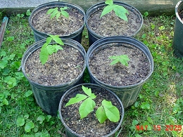 Potted Black Walnut