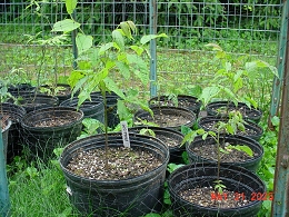 Potted English Walnut