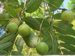 Potted Black Walnut