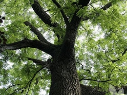 Potted Black Walnut