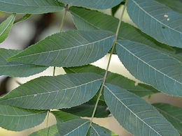 Black Walnut