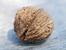 Potted Black Walnut