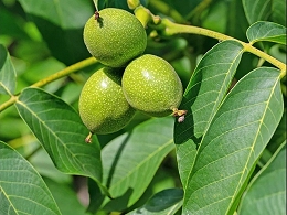 Potted English Walnut