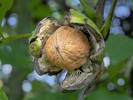 Potted English Walnut
