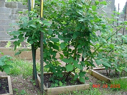 Potted Black Satin Blackberry