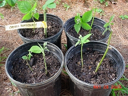 Potted Chester Blackberry