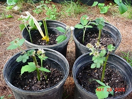 Potted Arapaho Blackberry