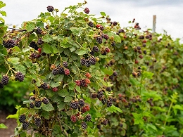 Potted Blackberry Bushes