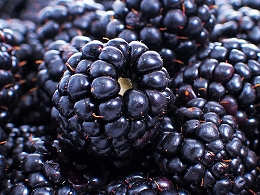 Potted Blackberry Bushes