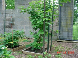 Potted Arapaho Blackberry