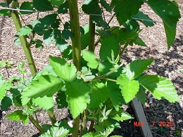 Potted Arapaho Blackberry