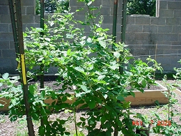 Potted Black Satin Blackberry