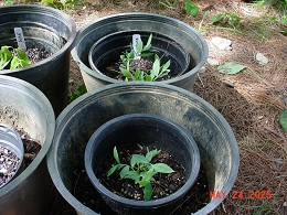Potted Sunshine Blue Blueberry
