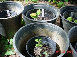 Potted Blueray Highbush Blueberry
