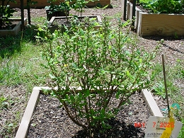 Potted Perpetua Blueberry