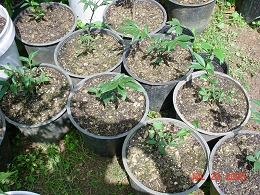 Burning Bush Shrubs