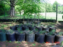 Potted Eastern White Pine