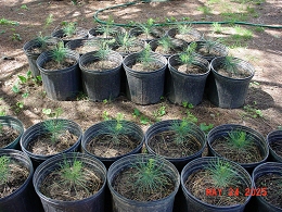 Potted Eastern White Pine