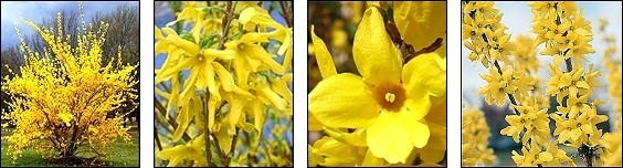 Lynwood Gold Forsythia Bushes