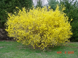 Lynwood Gold Forsythia Bushes