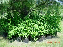 Lynwood Gold Forsythia Bushes