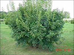 Lynwood Gold Forsythia Bushes