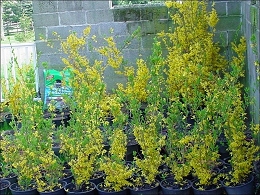 Lynwood Gold Forsythia Bushes