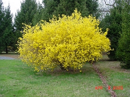 Lynwood Gold Forsythia Bushes