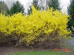 Lynwood Gold Forsythia Bushes