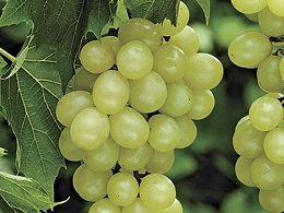 Potted Niagara Grapes