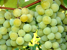 Potted Niagara Grapes