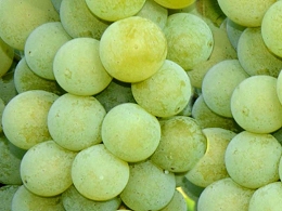 Potted Niagara Grapes