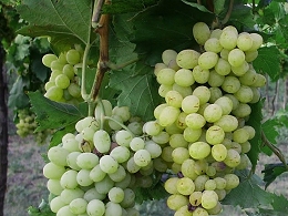 Potted Niagara Grapes