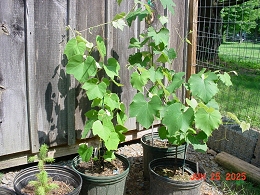 Potted Grapevines