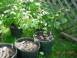 Potted Grapevines