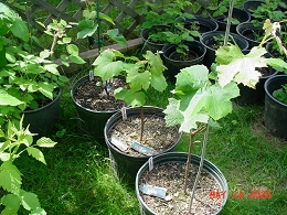 Potted Grapevines