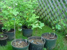 Potted Grapevines