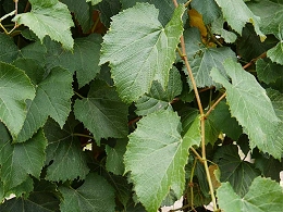 Potted Concord Grapevines
