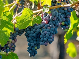 Potted Concord Grapes